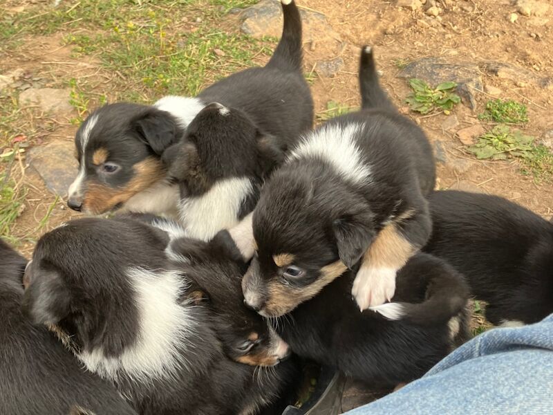 Border Collie puppies for sale in Moretonhampstead, Devon – 5 weeks old - Image 2 of 7