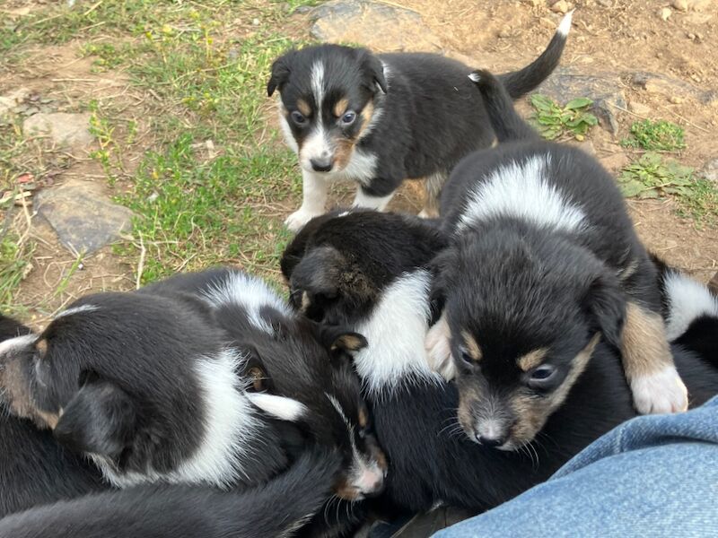 Border Collie puppies for sale in Moretonhampstead, Devon – 5 weeks old - Image 3 of 7