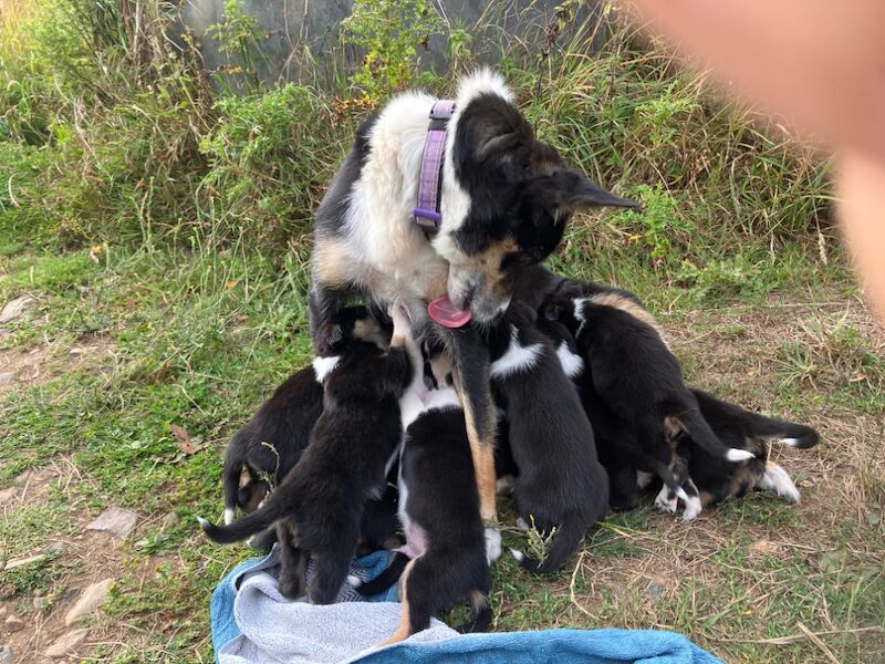 Border Collie puppies for sale in Moretonhampstead, Devon – 5 weeks old - Image 4 of 7