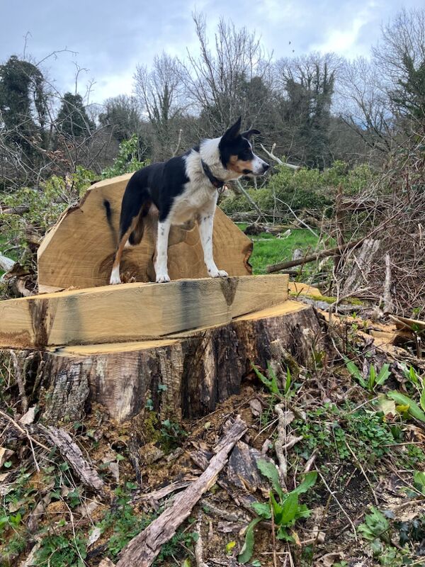 Border Collie puppies for sale in Moretonhampstead, Devon – 5 weeks old - Image 7 of 7