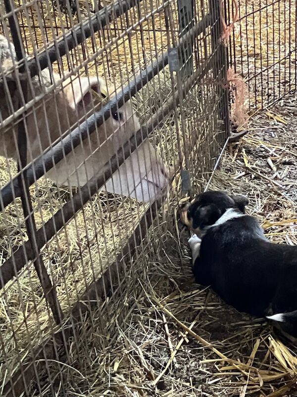 Border Collie puppies for sale in Moretonhampstead, Devon – 6 weeks old