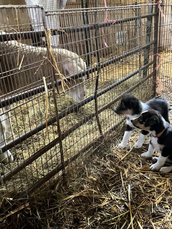 Border Collie puppies for sale in Moretonhampstead, Devon – 6 weeks old