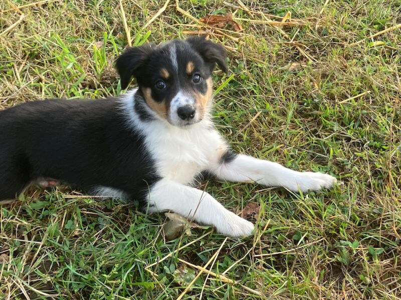 Border Collie puppies for sale in Moretonhampstead, Devon – 8 weeks old