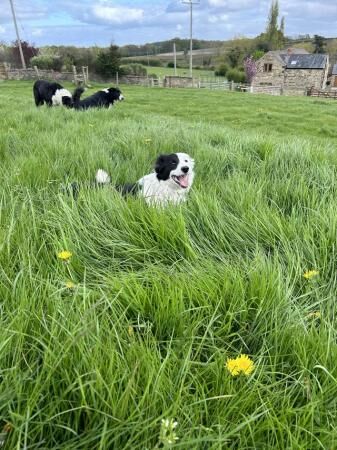 Working collie pup 7 month old for sale in Wakefield, West Yorkshire