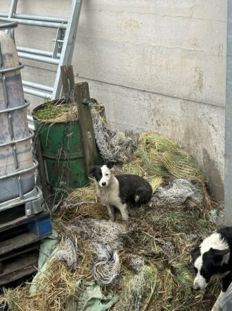 Working collie pup 7 month old for sale in Wakefield, West Yorkshire - Image 5