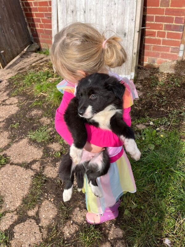 Working collie puppies for sale in Elmbridge, Worcestershire | Image 2
