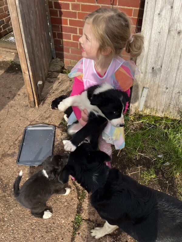 Working collie puppies for sale in Elmbridge, Worcestershire | Image 3