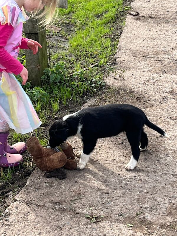 Working collie puppies for sale in Elmbridge, Worcestershire | Image 4