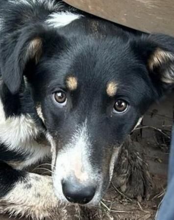 Working Cross Collie /Huntaway Male Dog age 7 months old for sale in Spaxton, Somerset - Image 1