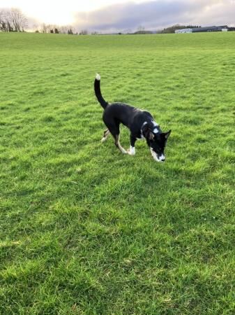 Working Cross Collie /Huntaway Male Dog age 7 months old for sale in Spaxton, Somerset - Image 2