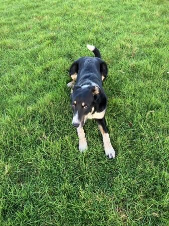 Working Cross Collie /Huntaway Male Dog age 7 months old for sale in Spaxton, Somerset - Image 4