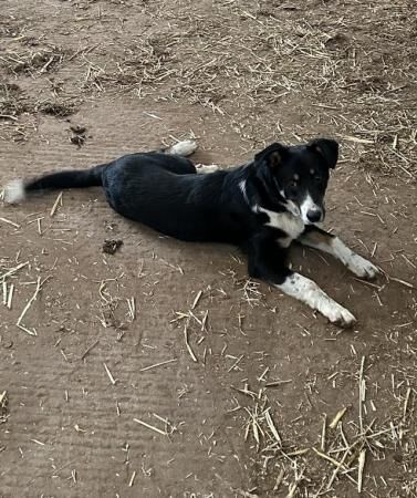 Working Cross Collie /Huntaway Male Dog age 7 months old for sale in Spaxton, Somerset - Image 5