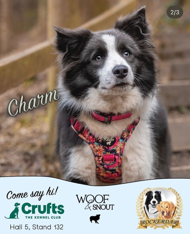 Rawnie Elliott - Licensed Border Collie Breeder on Border Collie Owners - Image 1